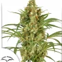 Семена конопли Snow Bud® от Dutch Passion